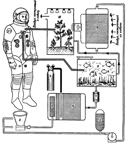Рис. 86. Замкнутая экологическая система, которую предлагают использовать в межпланетных космических полетах. В этой системе насос [1] смешивает воду, поступающую из сборника воды [2], с отходами жизнедеятельности космонавтов, находящимися в резервуаре [3]. Эта смесь размельчается в мельнице [4]. Далее в смесь вводят кислород [5], и она проходит через фильтр из волокон коры красного дерева [6], в котором бактерии и простейшие микроорганизмы усваивают часть содержащихся в ней питательных веществ. Температура смеси регулируется теплообменником [7]. Далее смесь поступает в аквариум с рыбками [8], поедающими вредные в данной экологической системе микроорганизмы. Проходя через мембранный диффузор [9], смесь очищается от токсичных примесей и СО<sub>2</sub> и отделяется от водяных паров. Основная часть воды возвращается в описанный цикл [к насосу]; меньшая часть, содержащая неорганические питательные вещества с высокой концентрацией, периодически поступает в оранжерею [10]. Водяной пар, очищенный диффузором от бактерий и вирусов, проходят через конденсер [на рисунке не показан] и превращаются в воду, пригодную для питья. Растения в оранжерее усваивают углекислый газ и выделяют кислород, который возвращается в кабину. Рыбы и овощи идут в пищу космонавтам.
