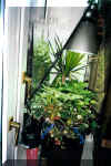Аквариум переделанный в замкнутую систему. Выращивание клубники и пальмы.